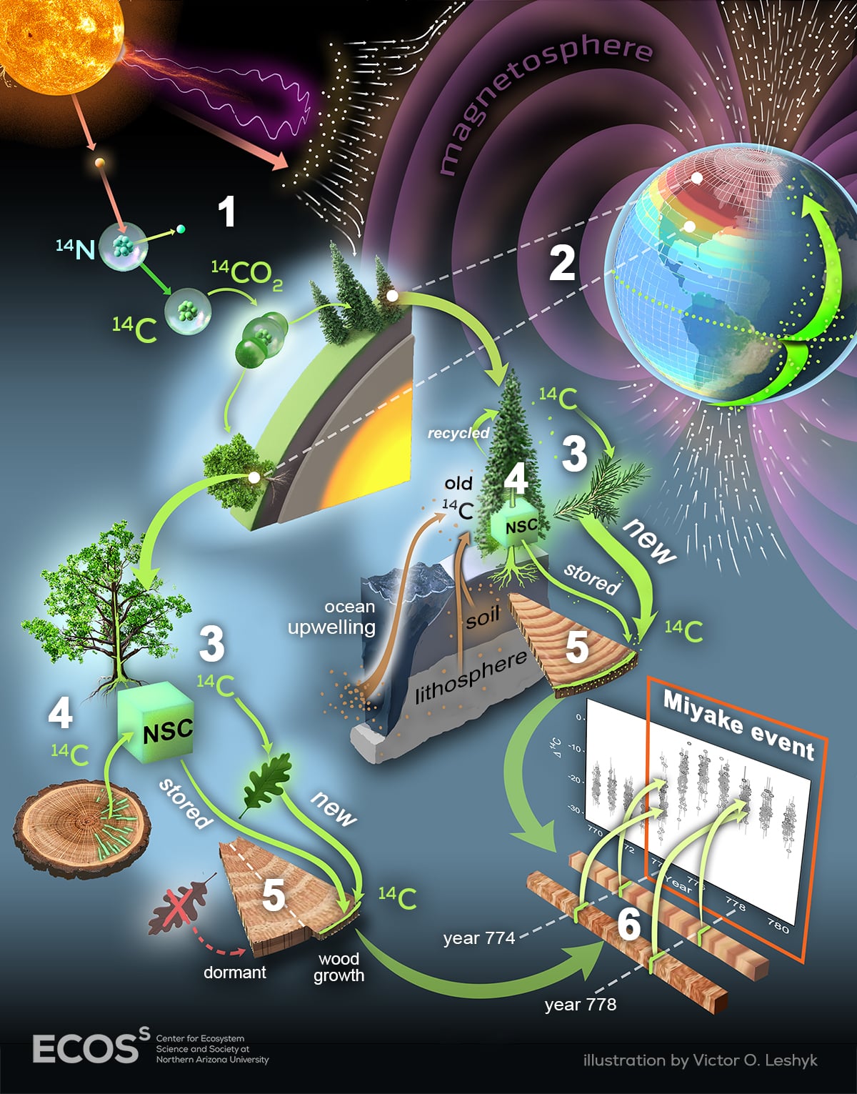 Matchmaking Tree Tansley Review out in New Phytologist - The Richardson Lab
